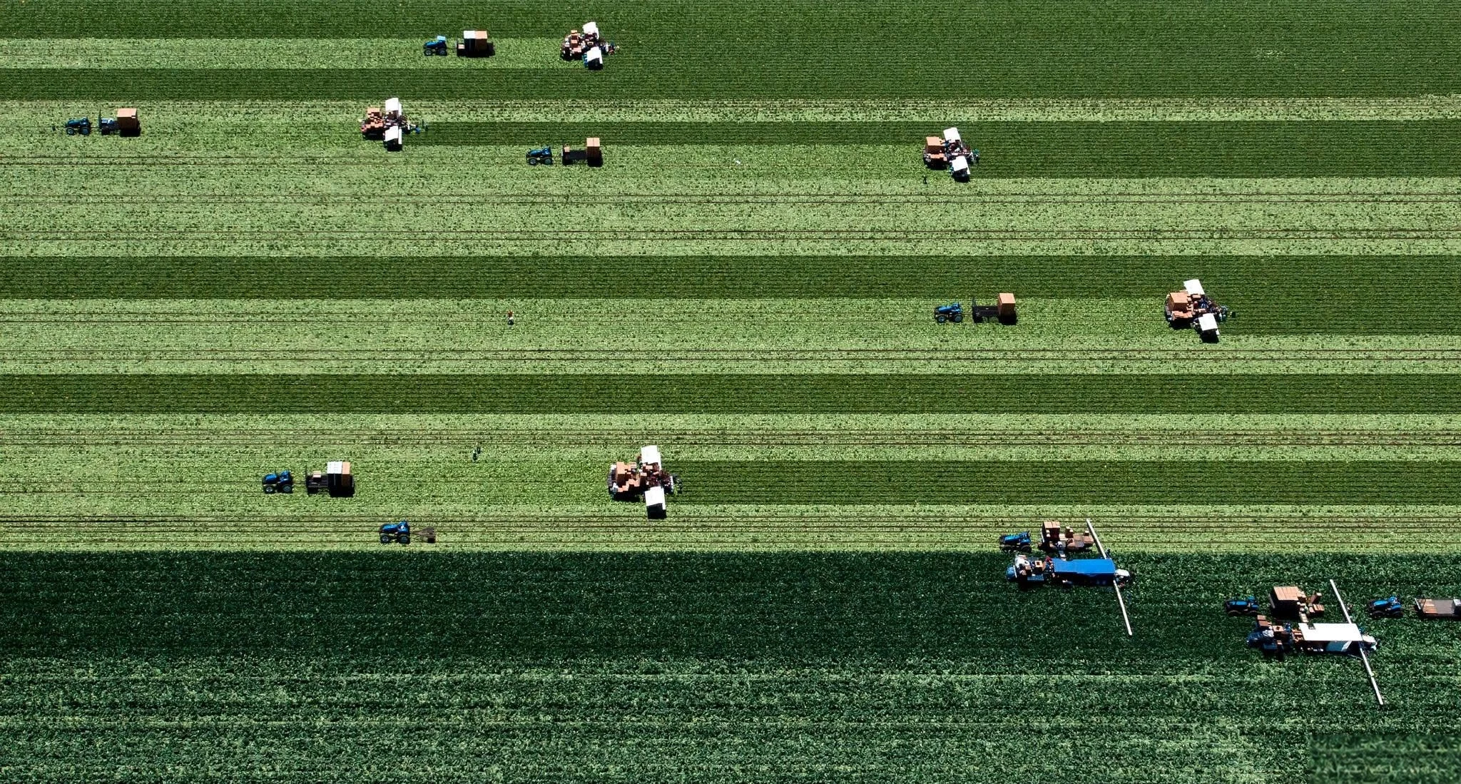 Farm machinery harvesting parallel rows of crops