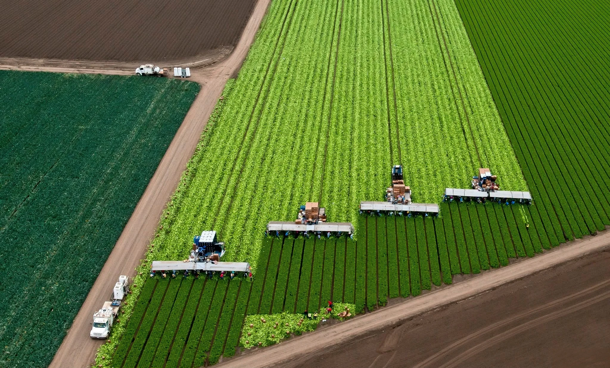 Farm machinery moving through parallel crop rows during harvest