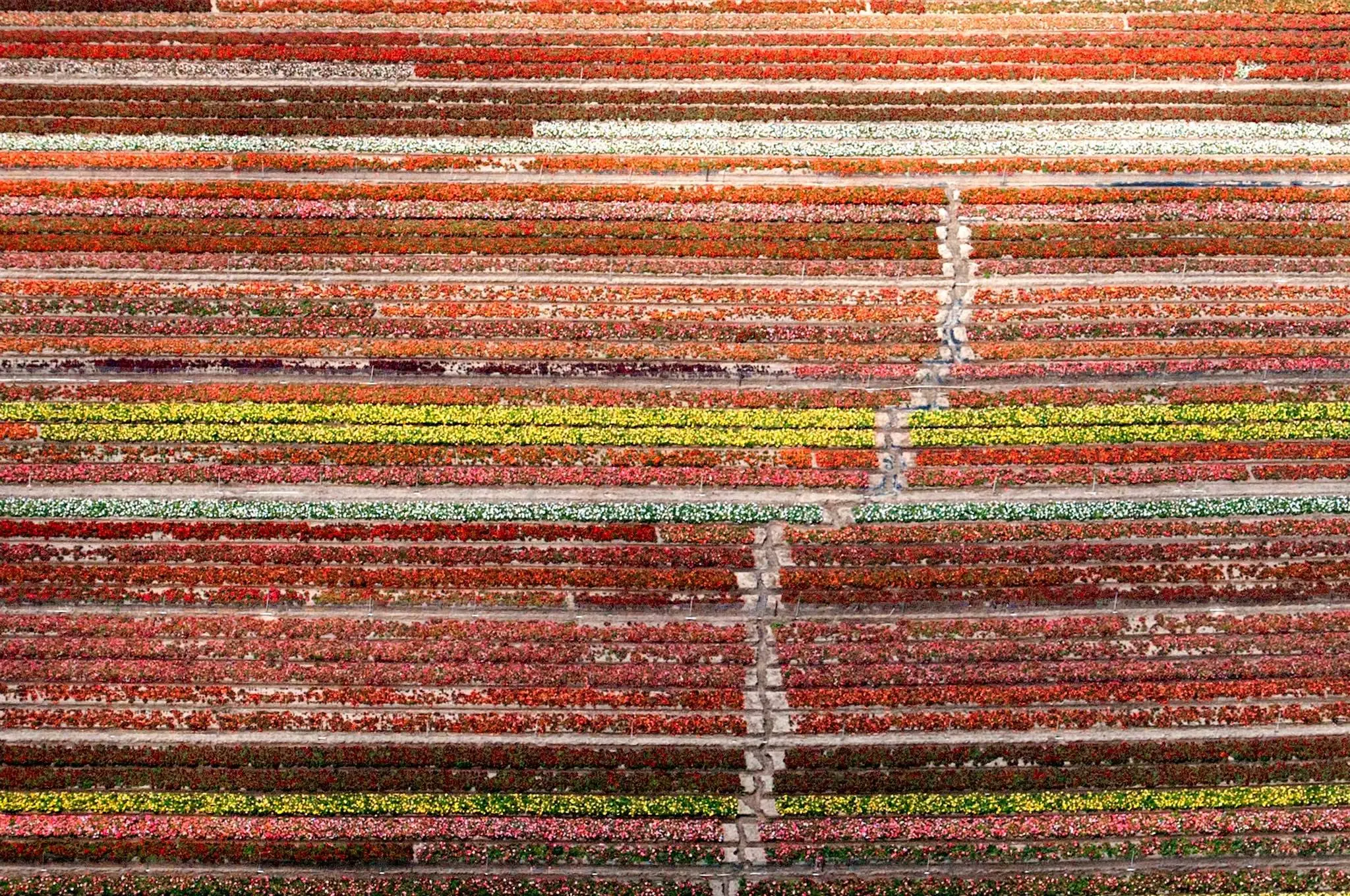 Colorful rows of flower fields photographed from above