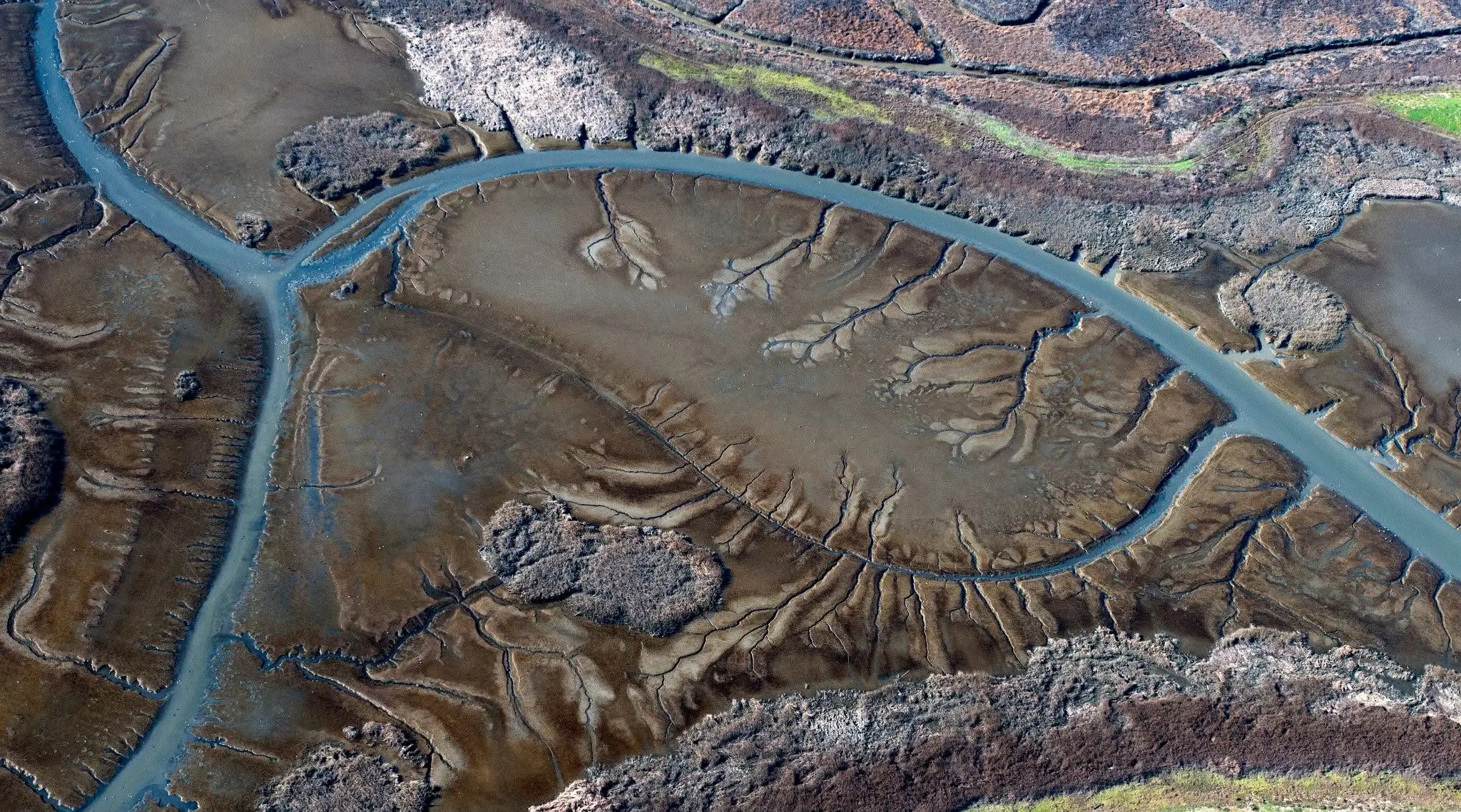 Winding tidal channels crossing a Bay Area wetland