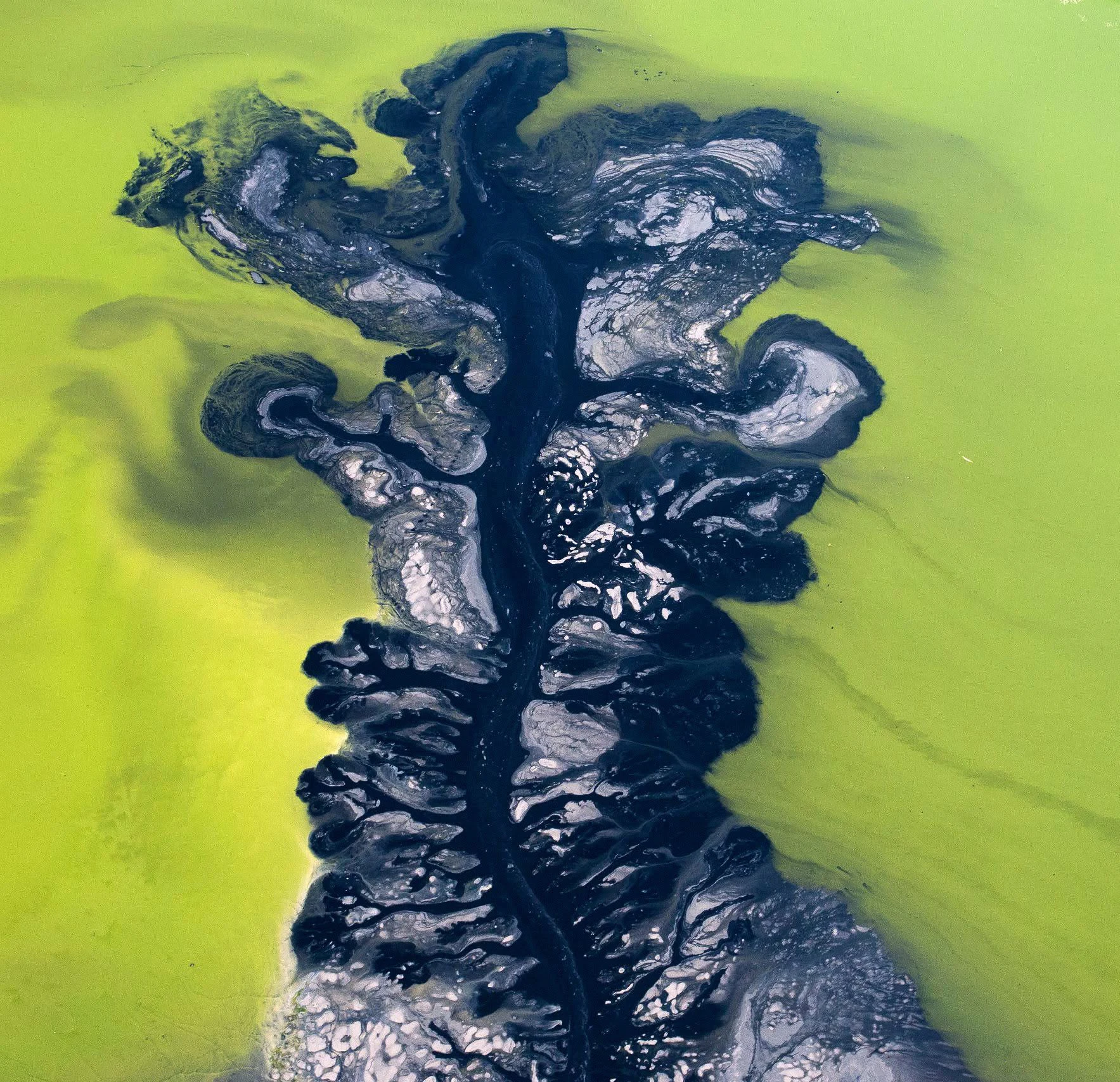 Abstract aerial photograph of dark organic patterns in vivid green South Bay water