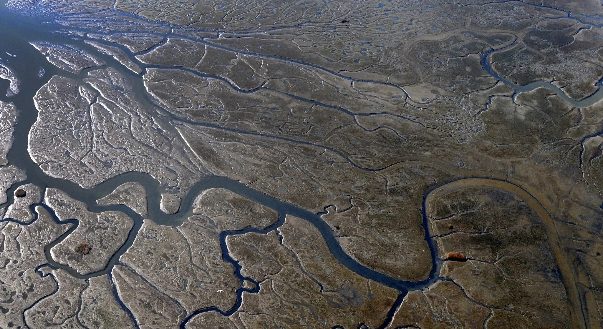 Branching tidal channels forming abstract patterns across mudflats