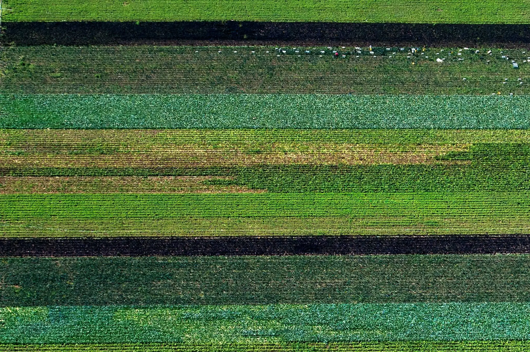 Striped agricultural fields near Castroville photographed from above